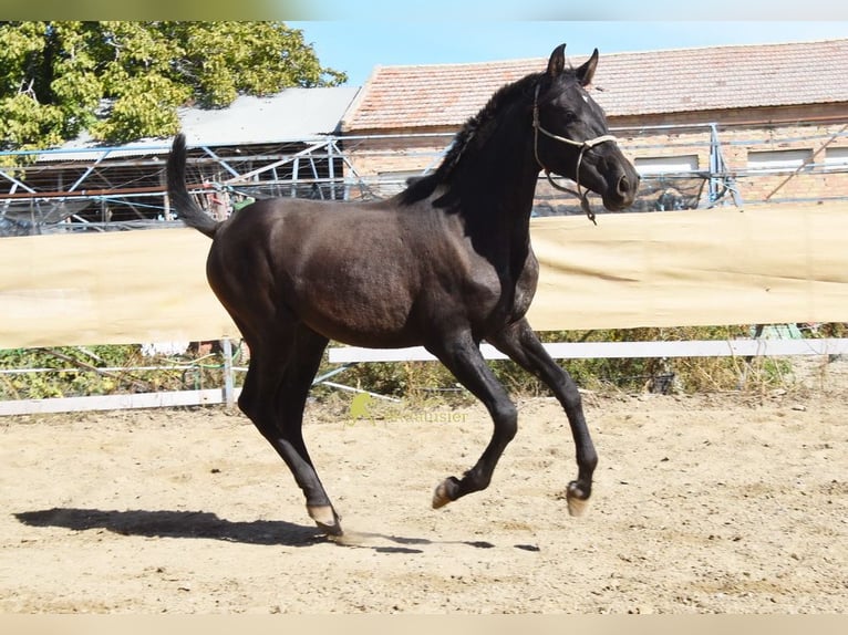 PRE Hengst 1 Jahr 156 cm Rappe in Provinz Granada