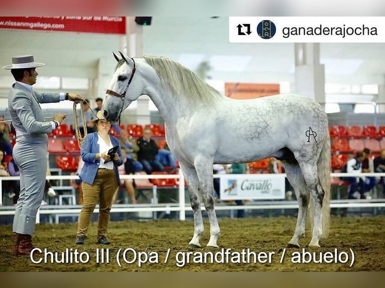 PRE Hengst 1 Jahr 156 cm Rappe in Provinz Granada