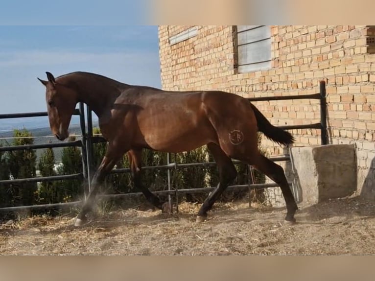 PRE Hengst 1 Jahr 157 cm Dunkelbrauner in Estepa