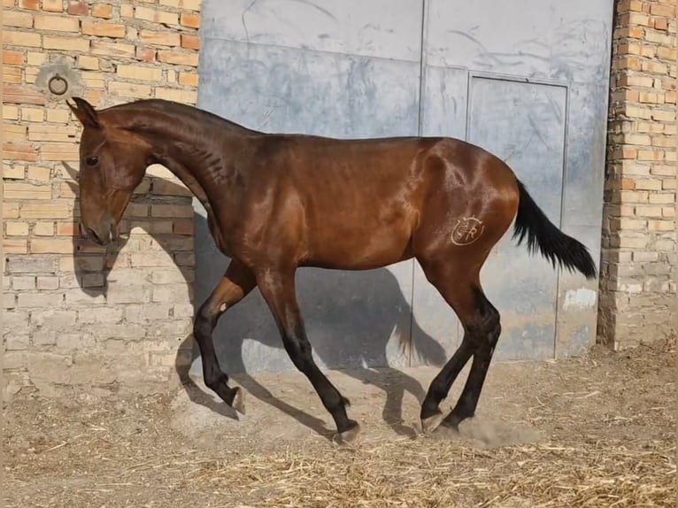 PRE Hengst 1 Jahr 157 cm Dunkelbrauner in Estepa