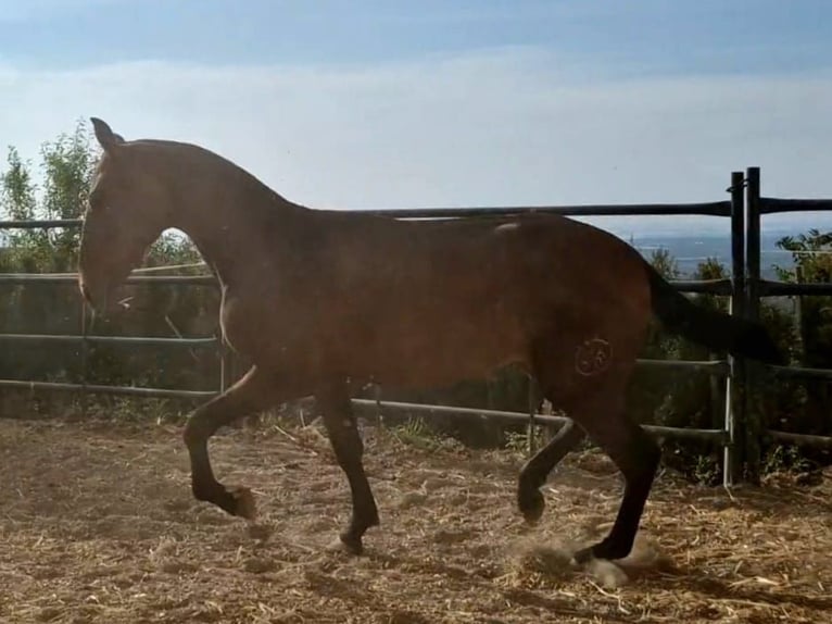 PRE Hengst 1 Jahr 157 cm Dunkelbrauner in Estepa