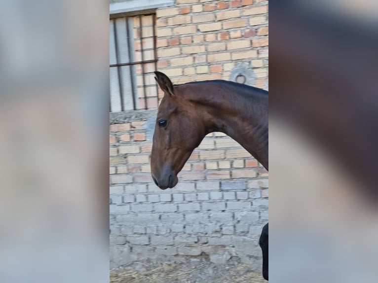 PRE Hengst 1 Jahr 157 cm Dunkelbrauner in Estepa