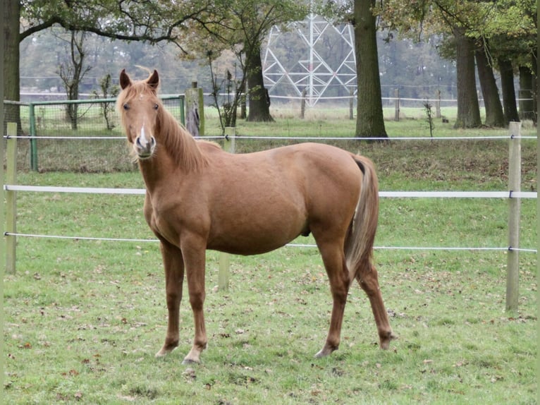 PRE Mix Hengst 1 Jahr 157 cm Fuchs in Steyerberg