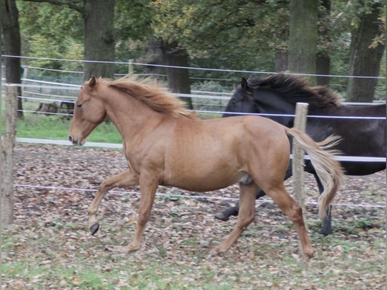 PRE Mix Hengst 1 Jahr 157 cm Fuchs in Steyerberg