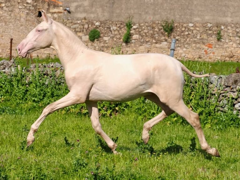 PRE Mix Hengst 1 Jahr 157 cm Perlino in Navas Del Madroño