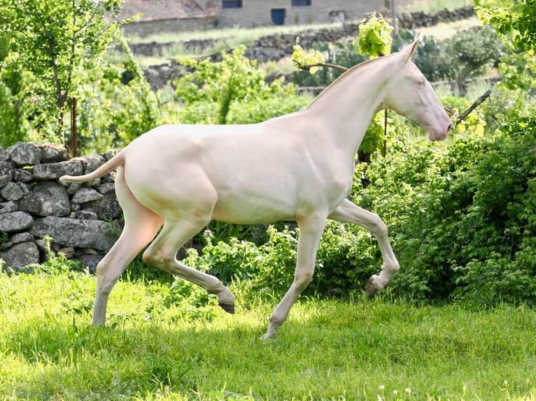 PRE Mix Hengst 1 Jahr 157 cm Perlino in Navas Del Madroño