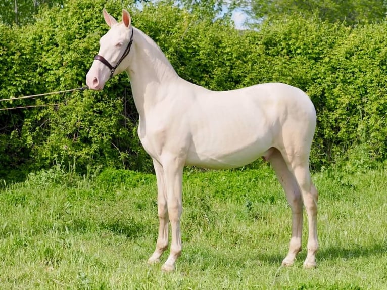 PRE Mix Hengst 1 Jahr 157 cm Perlino in Navas Del Madroño