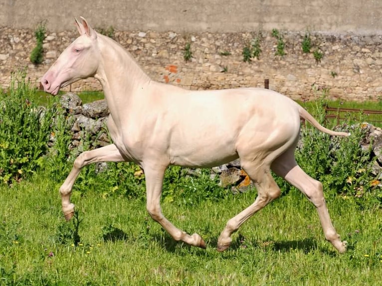 PRE Mix Hengst 1 Jahr 157 cm Perlino in Navas Del Madroño