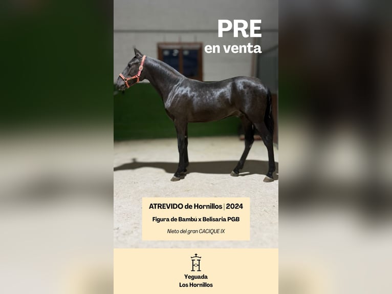 PRE Mix Hengst 1 Jahr 157 cm Rappe in Yebra