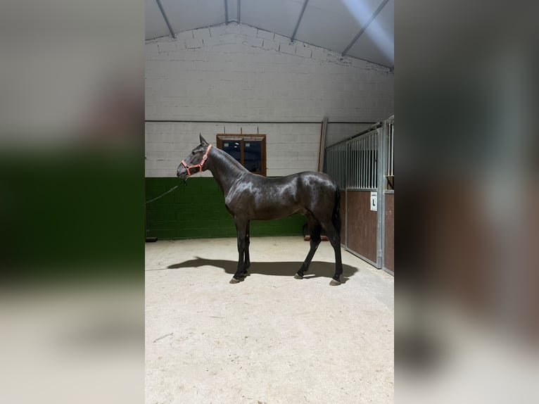 PRE Mix Hengst 1 Jahr 157 cm Rappe in Yebra