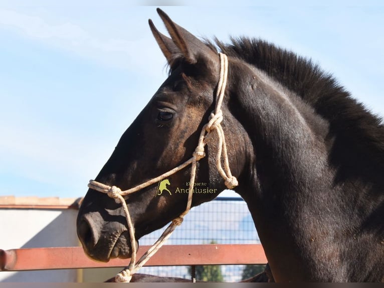 PRE Hengst 1 Jahr 157 cm Rappe in Provinz Granada