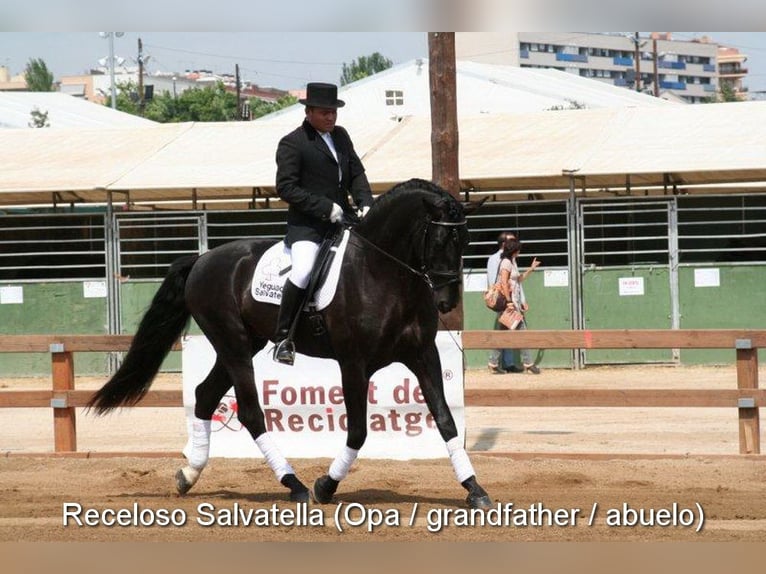 PRE Hengst 1 Jahr 157 cm Rappe in Provinz Granada
