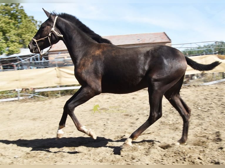 PRE Hengst 1 Jahr 157 cm Rappe in Provinz Granada