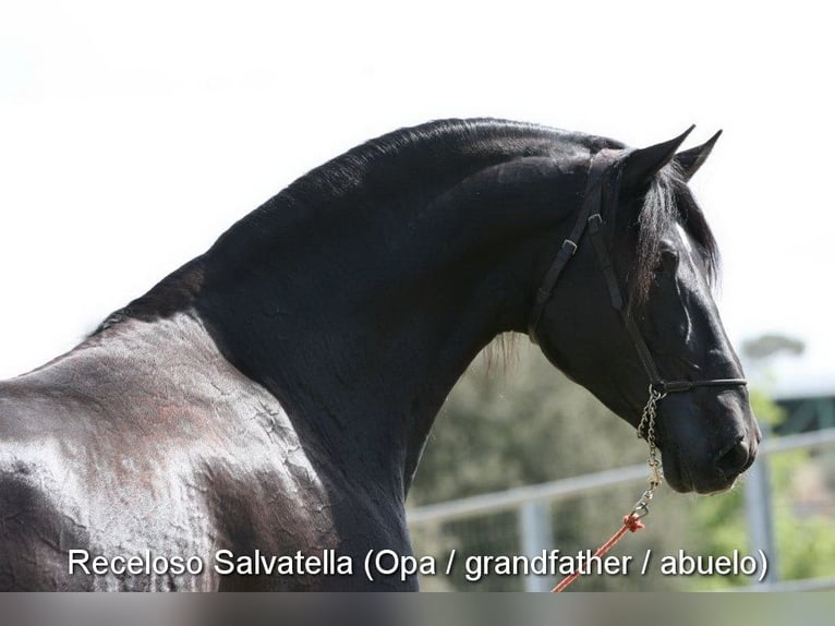 PRE Hengst 1 Jahr 157 cm Rappe in Provinz Granada
