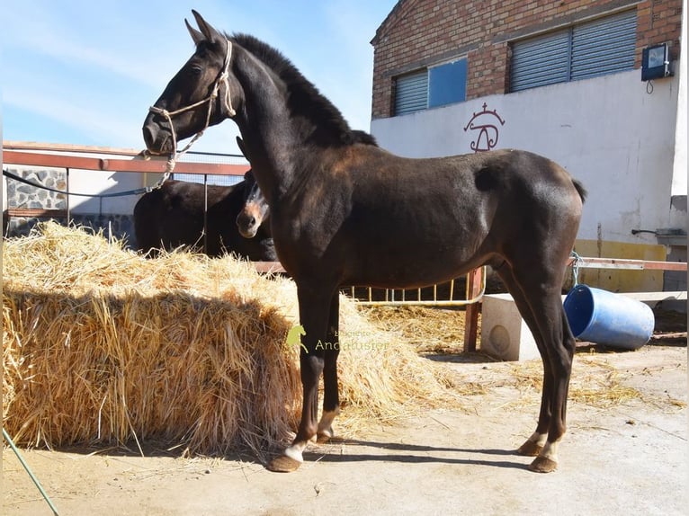 PRE Hengst 1 Jahr 157 cm Rappe in Provinz Granada