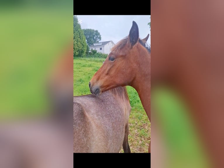 PRE Mix Hengst 1 Jahr 158 cm Hellbrauner in A Coru&#xF1;a
