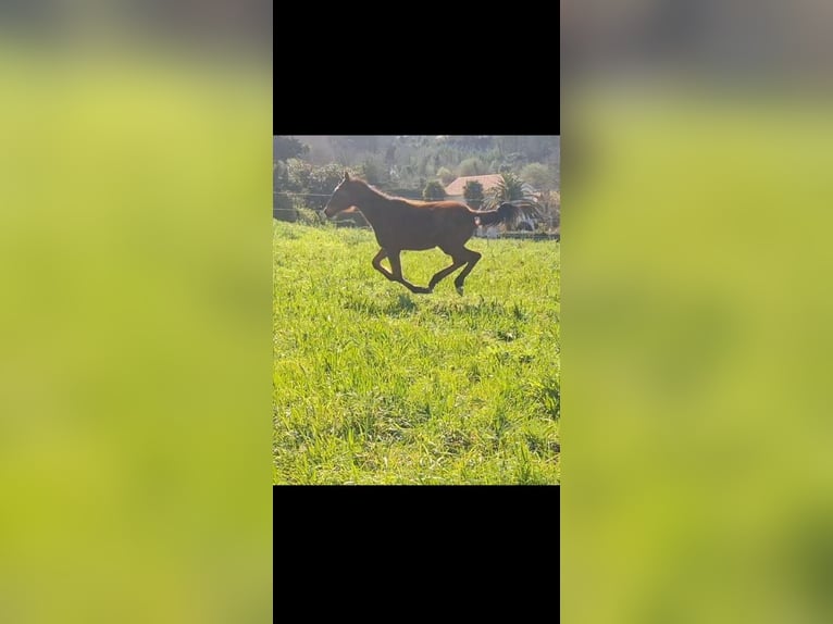 PRE Mix Hengst 1 Jahr 158 cm Hellbrauner in A Coru&#xF1;a