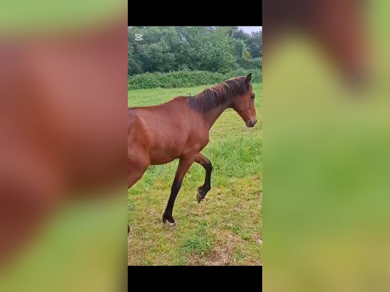 PRE Mix Hengst 1 Jahr 158 cm Hellbrauner in A Coru&#xF1;a