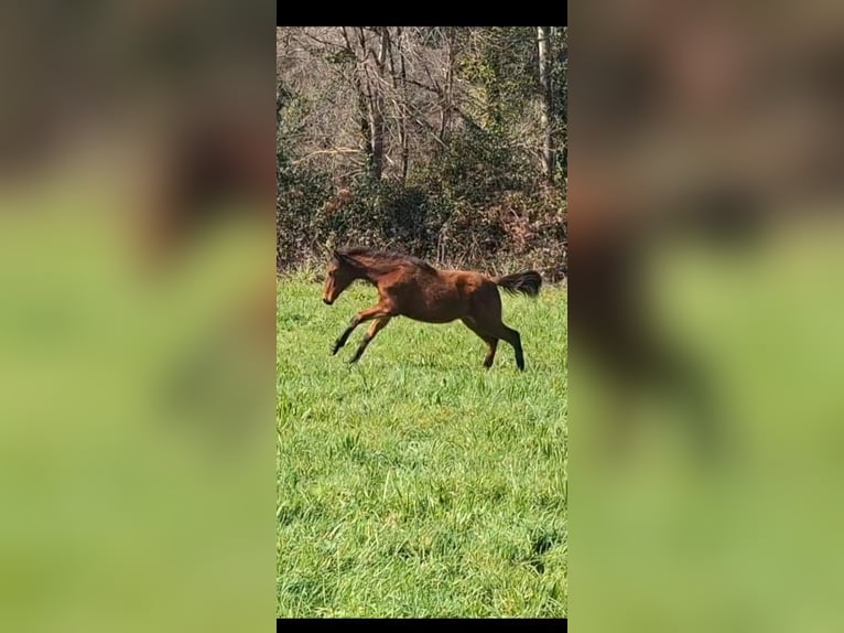 PRE Mix Hengst 1 Jahr 158 cm Hellbrauner in A Coru&#xF1;a