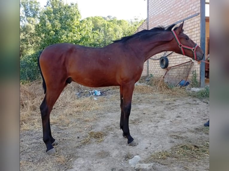 PRE Mix Hengst 1 Jahr 158 cm Rotbrauner in Huelva
