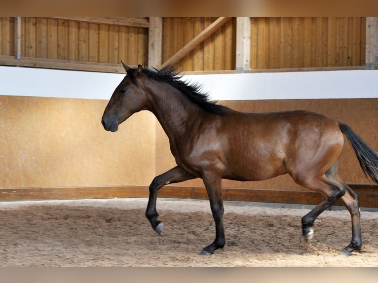 PRE Mix Hengst 1 Jahr 160 cm Brauner in Waldh&#xF6;lzbach