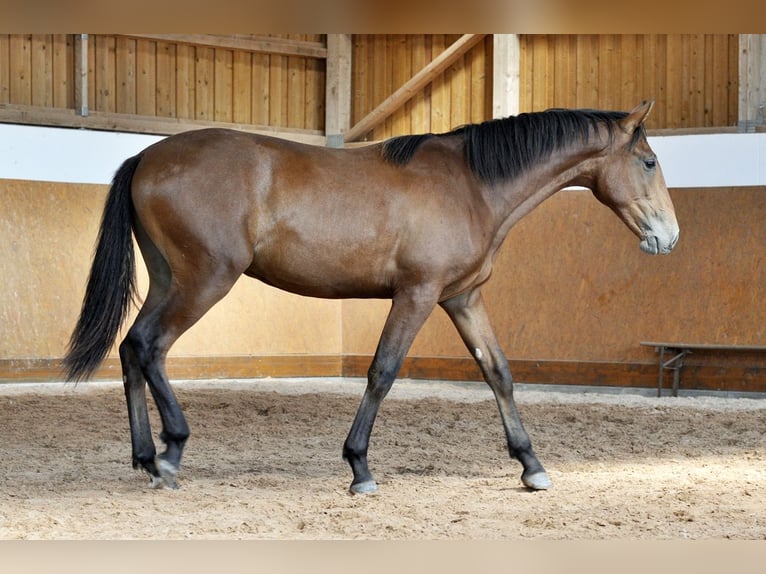 PRE Mix Hengst 1 Jahr 160 cm Brauner in Waldh&#xF6;lzbach