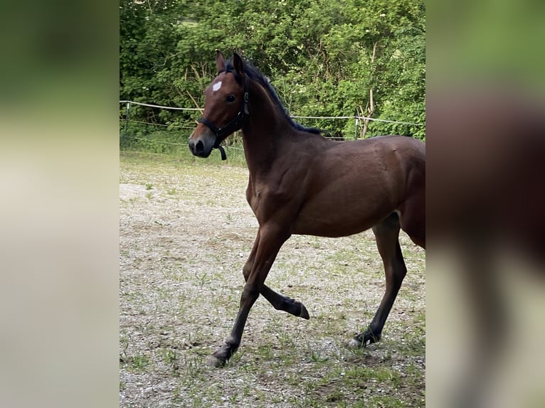 PRE Hengst 1 Jahr 160 cm Brauner in Gottfrieding