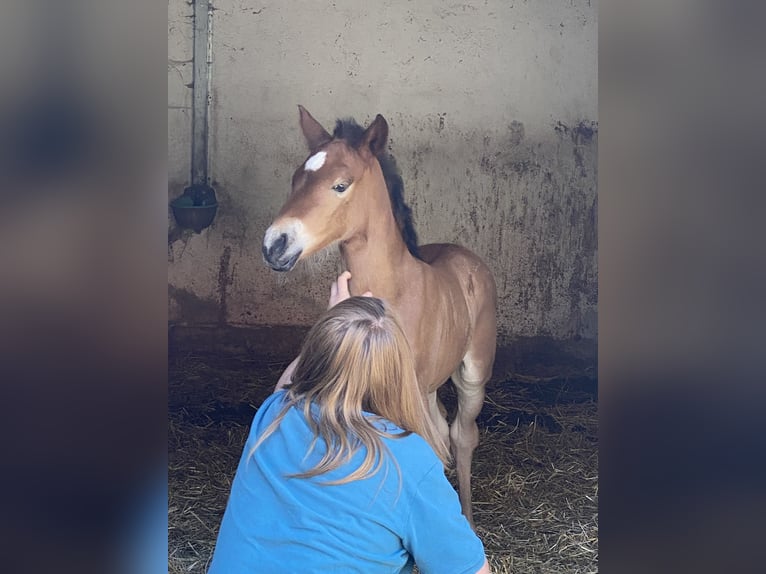 PRE Hengst 1 Jahr 160 cm Brauner in Gottfrieding