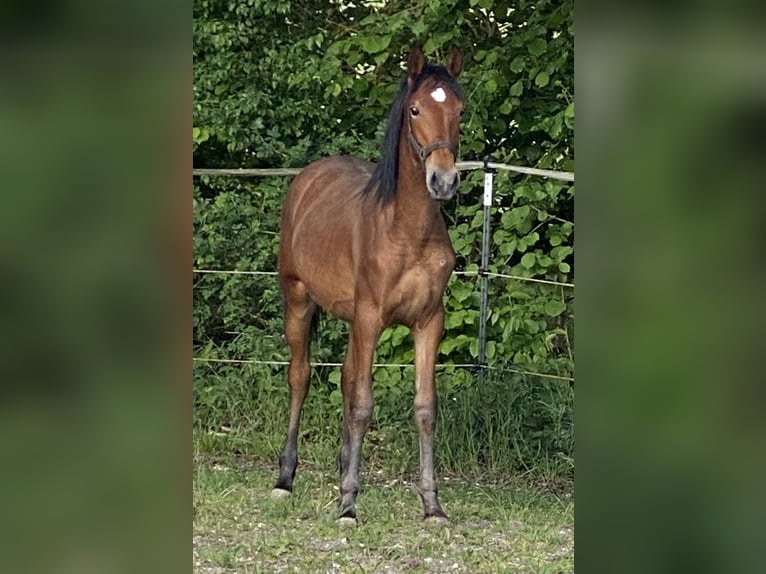 PRE Hengst 1 Jahr 160 cm Brauner in Gottfrieding