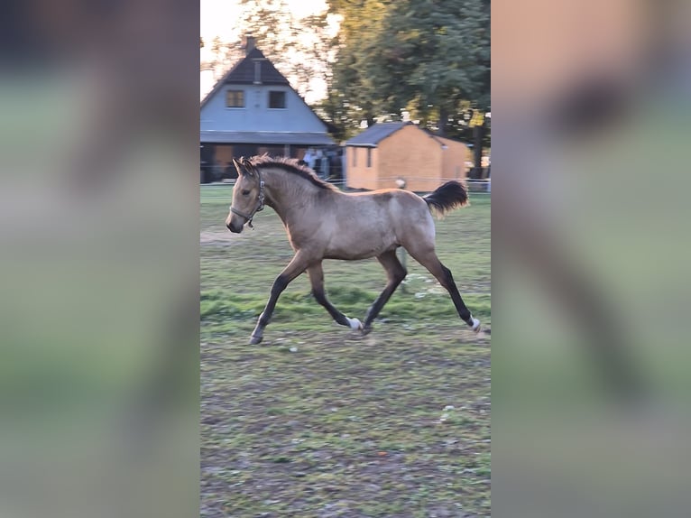 PRE Mix Hengst 1 Jahr 160 cm Buckskin in Smørum
