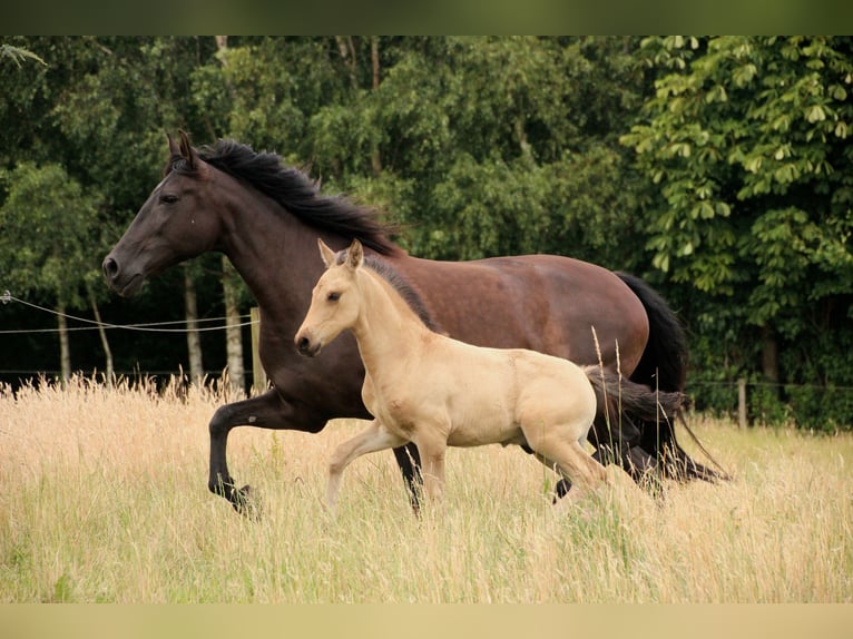PRE Mix Hengst 1 Jahr 160 cm Buckskin in Smørum
