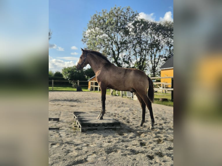 PRE Mix Hengst 1 Jahr 160 cm Buckskin in Smørum
