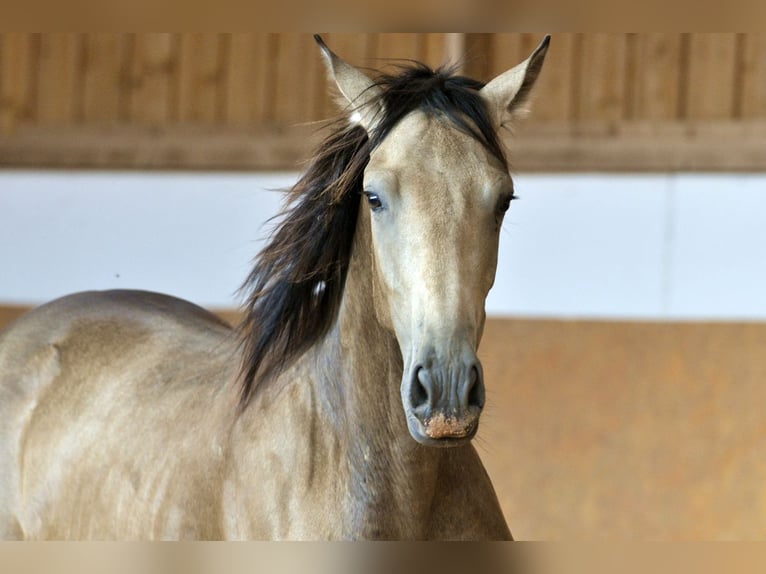 PRE Mix Hengst 1 Jahr 160 cm Falbe in Waldh&#xF6;lzbach