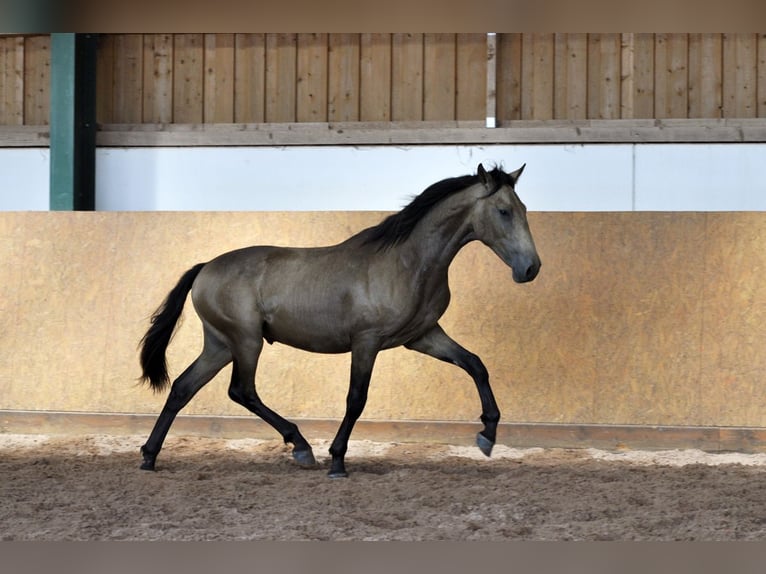 PRE Mix Hengst 1 Jahr 160 cm Falbe in Waldh&#xF6;lzbach