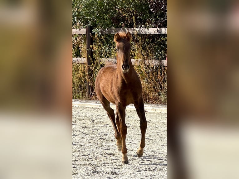 PRE Hengst 1 Jahr 160 cm Fuchs in Stahnsdorf