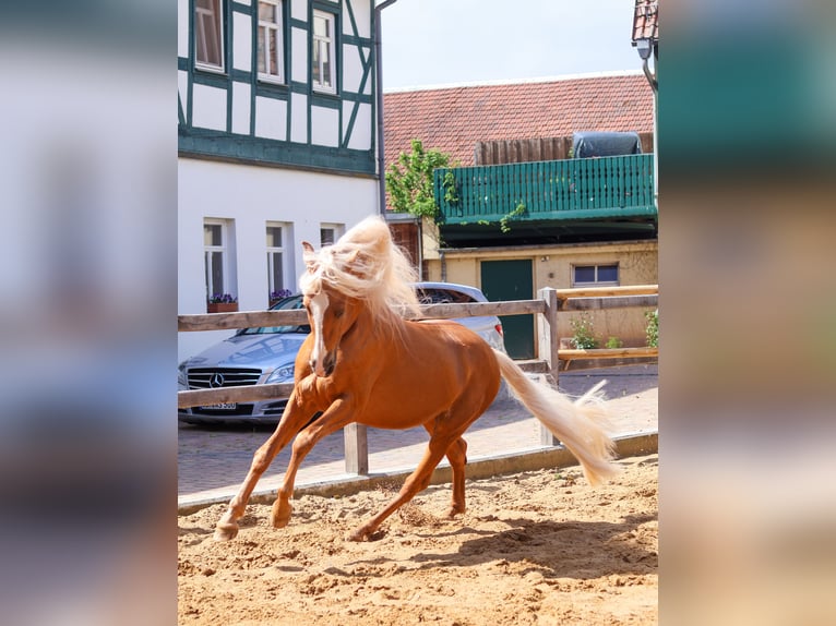 PRE Hengst 1 Jahr 160 cm Palomino in Südharz