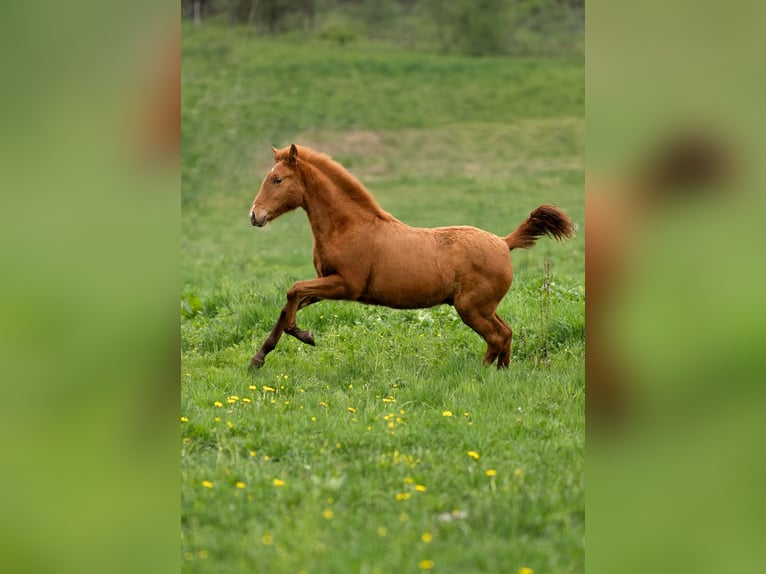 PRE Hengst 1 Jahr 160 cm Pearl in Feuchtwangen