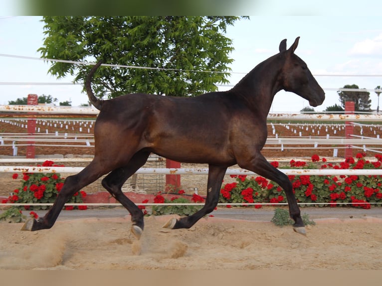 PRE Hengst 1 Jahr 160 cm Rappe in Los Rosales