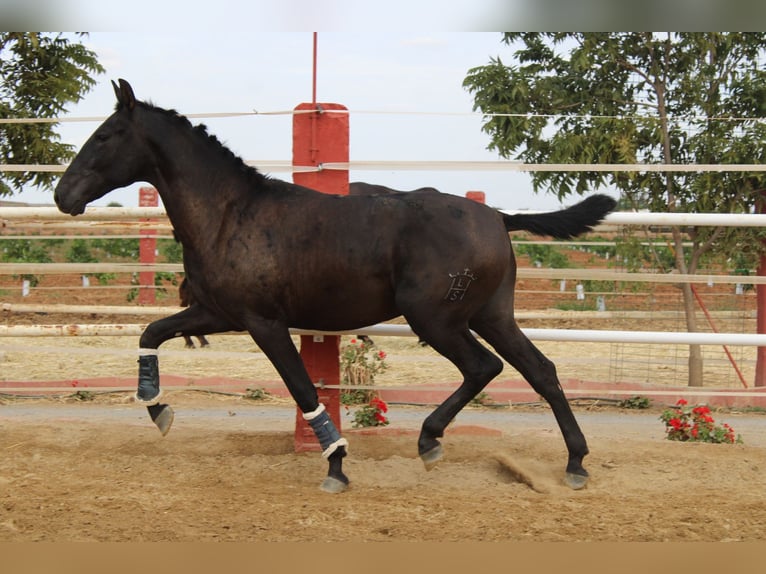 PRE Mix Hengst 1 Jahr 160 cm Rappe in Los Rosales PRE Mix Hengst 1 Jahr 160 cm Rappe in Los Rosales