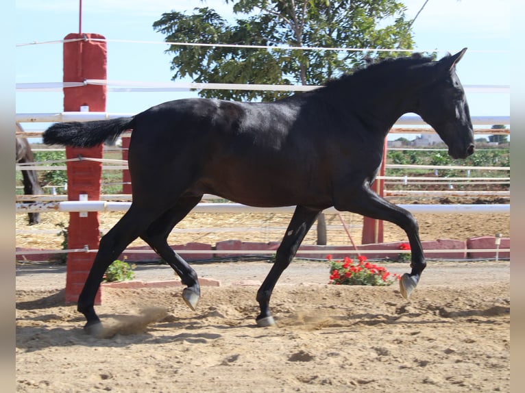 PRE Hengst 1 Jahr 160 cm Rappe in Los Rosales