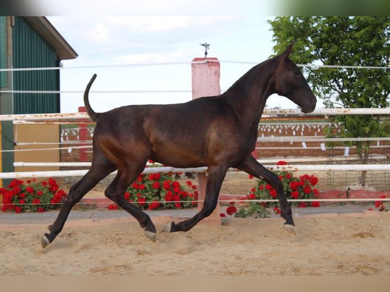 PRE Hengst 1 Jahr 160 cm Rappe in Los Rosales