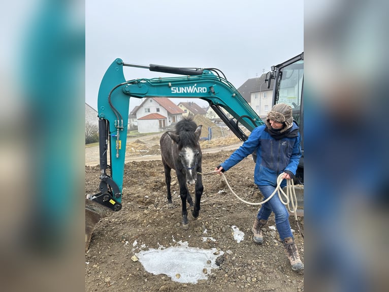 PRE Hengst 1 Jahr 160 cm Schimmel in Dürmentingen