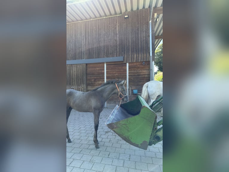 PRE Hengst 1 Jahr 160 cm Schimmel in Dürmentingen