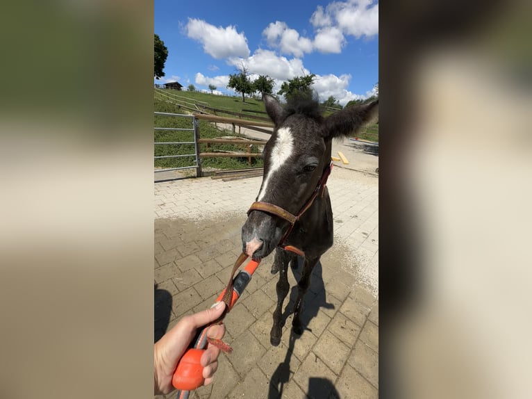 PRE Hengst 1 Jahr 160 cm Schimmel in Dürmentingen