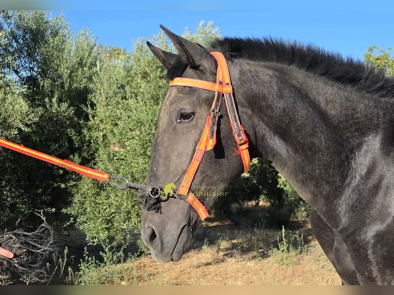 PRE Hengst 1 Jahr 160 cm Schimmel in Provinz Granada