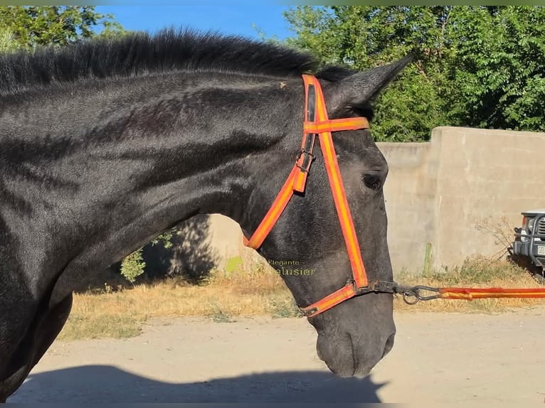 PRE Hengst 1 Jahr 160 cm Schimmel in Provinz Granada