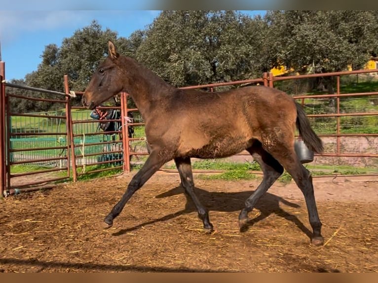 PRE Hengst 1 Jahr 160 cm Schimmel in Posadas