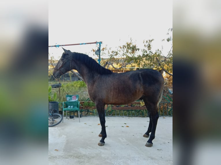 PRE Mix Hengst 1 Jahr 160 cm Schimmel in Deifonte