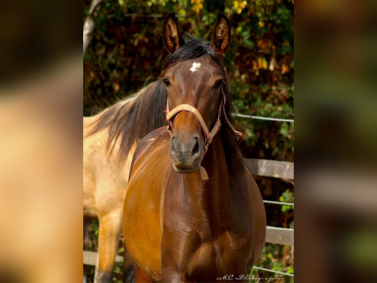 PRE Mix Hengst 1 Jahr 162 cm Brauner in Brandis