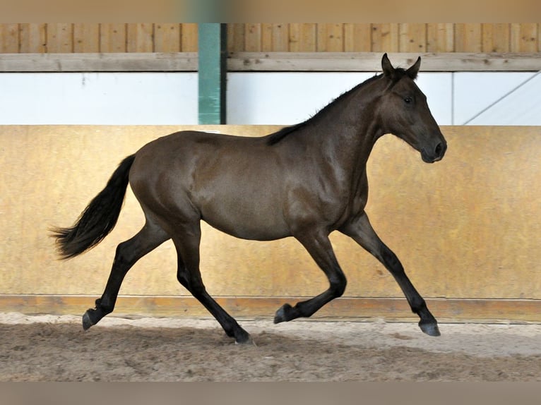 PRE Mix Hengst 1 Jahr 162 cm Brauner in Waldh&#xF6;lzbach